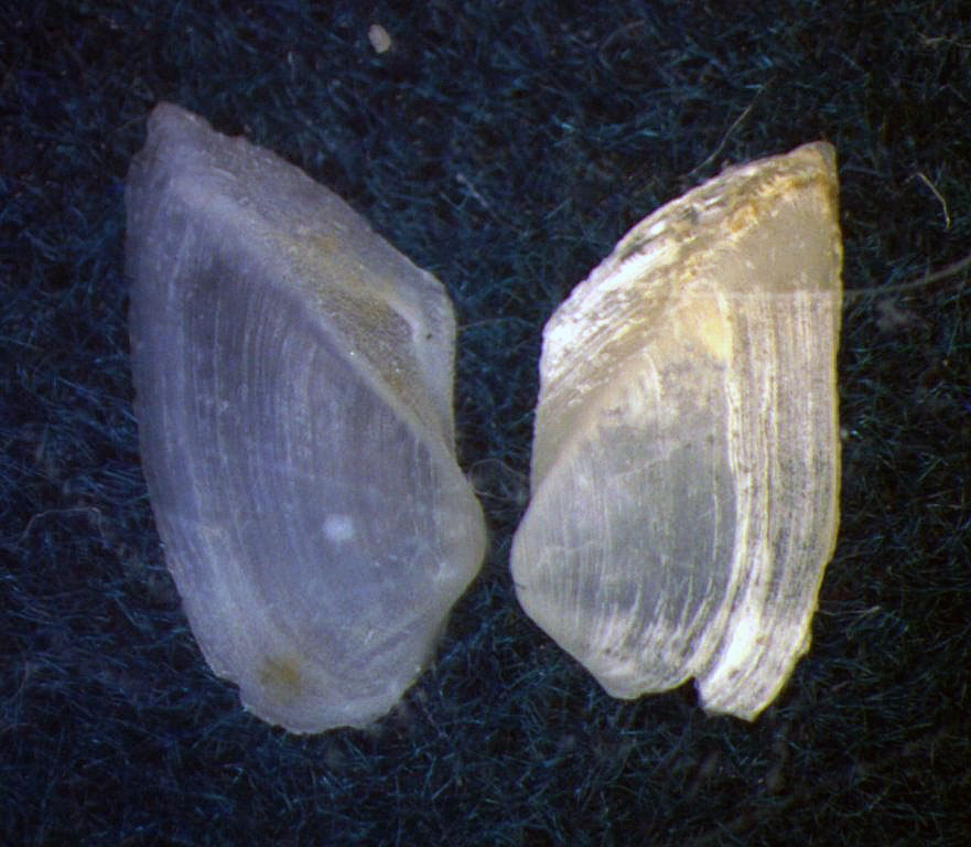 Saxicavella jeffreysi o Basterotia angulata?